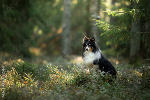 sheltie dog in the green forest. Pet on the nature. tracking. 