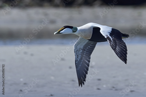 Common eider (Somateria mollissima)