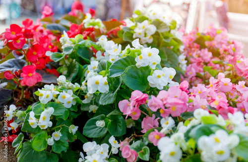 Depth of field of colorful semperflorens begonia flower blossom in flower garden