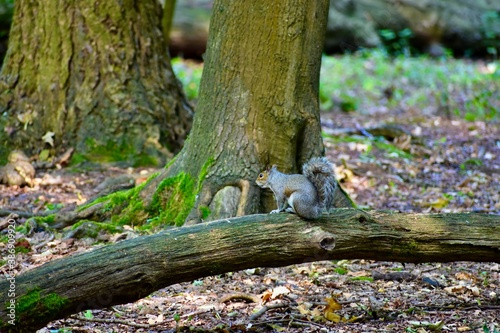 Squirrel on a log in Coombe Abbey park, Coventry, England, UK
