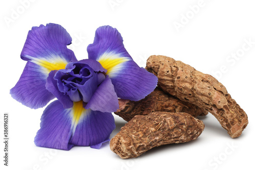 Iris rhizome and flowers