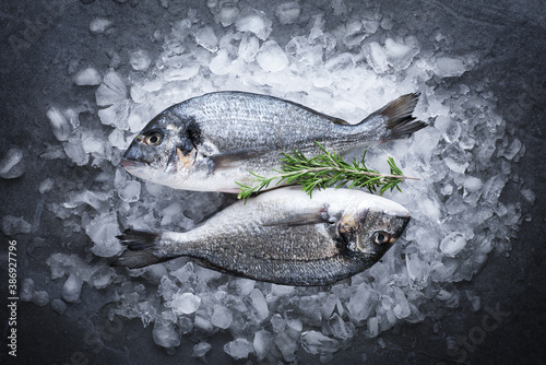 Gilt-head bream (dorade) and rosemary on ice top view.