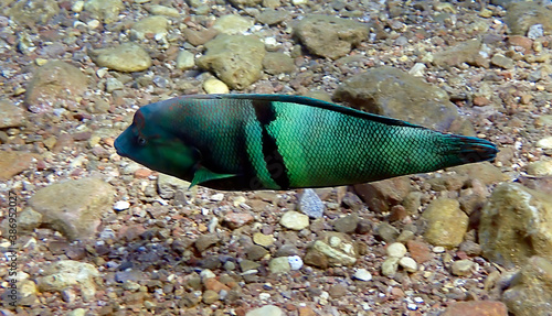 Coral fish Clown coris belongs to the family Labridae, it scientific name is Coris aygula. It inhabits the shallow waters near coral reef, the fish distributes Indo-Pacific