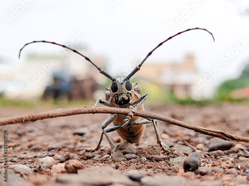 Longhorn Beetle