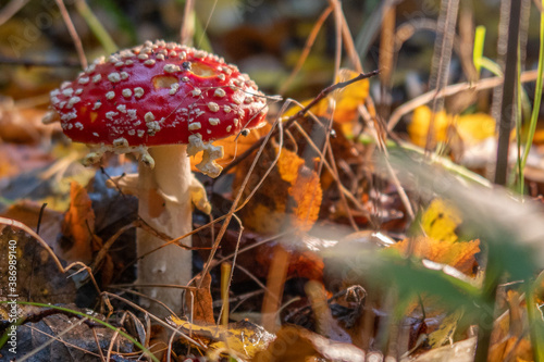 toadstool with its bright red cap stands in the colorful autumn leaves
