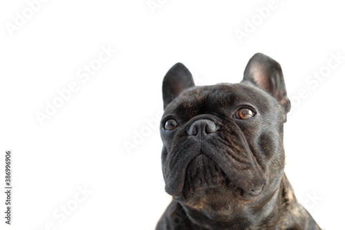 Beautiful French Bulldog. Close-up of the French bulldog's muzzle isolate. muzzle isolated on white background. the emotion of a disgruntled dog. The bulldog turned away from the camera.