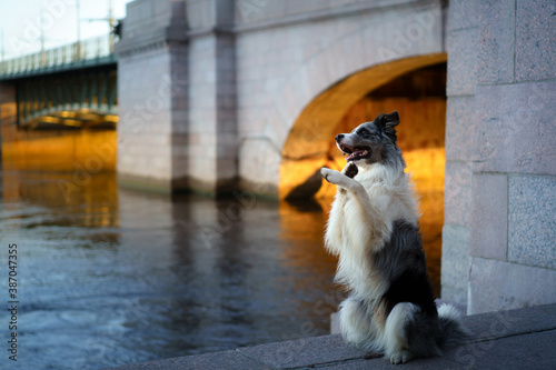 nice dog in the city. Marble border collie on architecture background