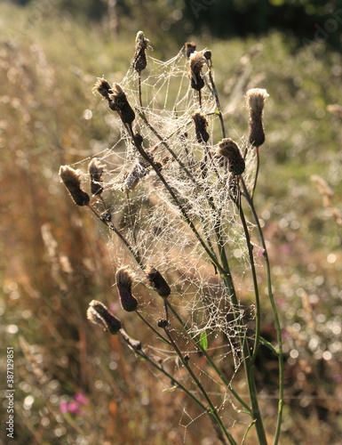 Spider web on a dry thistle grass