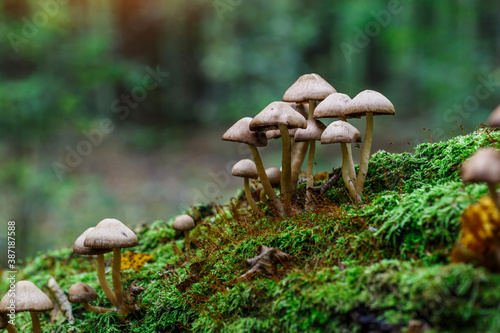 Mushrooms False honey fungus on a stump in a beautiful autumn forest.group fungus in autumn forest with leaves.Wild mushroom on the spruce stump. Autumn time in the forest.