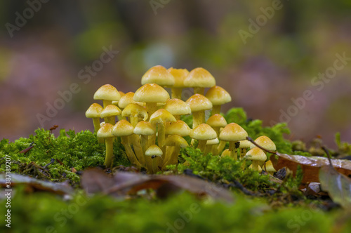 tasty fungus in multi colored autumn forest