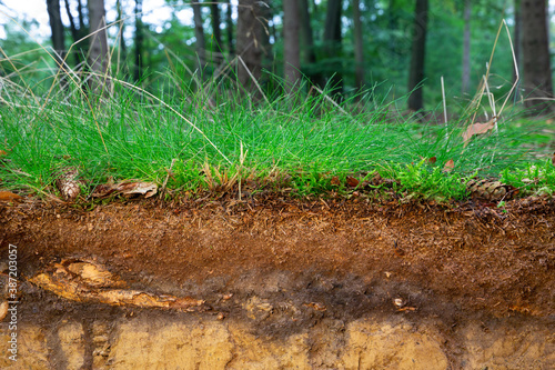 Organic layer and topsoil of a Vertisol in a spruce forest