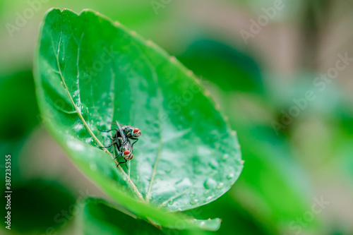 Flies make love on the leaves.