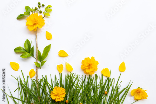 yellow flowers cosmos, leaf and grass plants arrangement flat lay postcard style on background white 