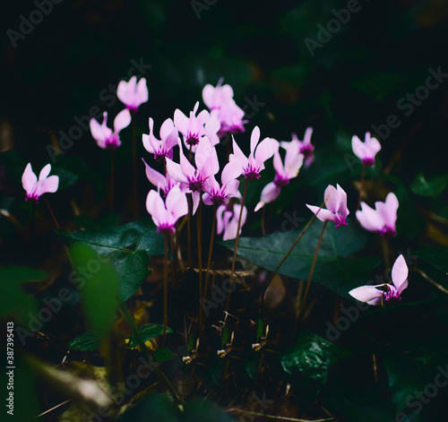 Cyclamen (scientific name Cyclamen L. 1753) is a genus of dicotyledonous spermatophyte plants belonging to the Primulaceae family