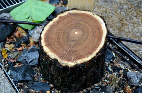 It has a short trunk and a wide sprawling crown. The bark is brown at first, later gray and is rough. The buds are small, light brown. The leaves are large, even 20 cm in diameter, cordate