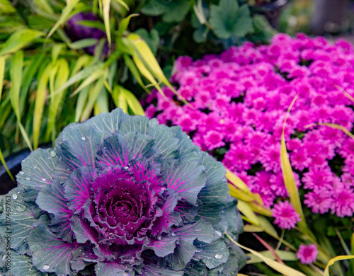 Colorful ornamental kales are the focal point of this fall garden scape in a Midwest garden featuring hakone Japanese forest grass and fuchsia mums for a colorburst