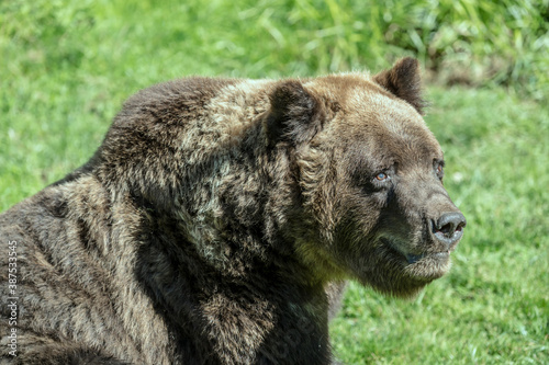 brown bear snout, Germany