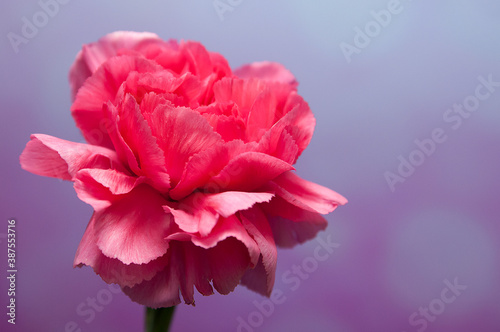 różowy kwiat goździk na fioletowym tle