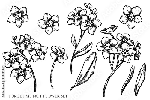 Vector set of hand drawn black and white forget me not flower