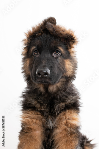 Portait Deutscher Schäferhund Welpe weiß im Studio, HQ und 300 DPI , Altdeutscher Schäferhund Hund isoliert, Rassehund