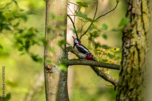 Dzięcioł duży Dendrocopos major pozuje ładnie na drzewie, stukanie w drzewo, budowa dziupli w drzewie