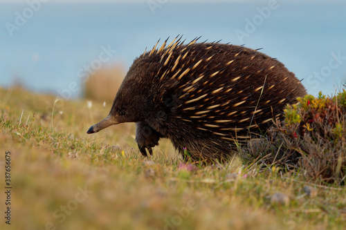 Tachyglossus aculeatus - Short-beaked Echidna in the Australian bush, known as spiny anteaters, family Tachyglossidae in the monotreme order of egg-laying mammals, Tasmania, Australia