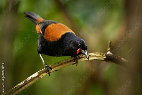 Singing North Island Saddleback - Philesturnus rufusater - tieke in the New Zealand Forest, very special species of endemic bird