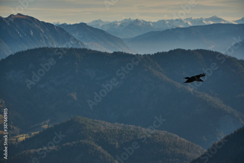 Bird gliding above mountain landscape in Bavaria, Germany. Bird flies over mountain landscape in the German Alps. Panoramic mountain landscape in the german alps.
