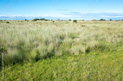 Background texture of the tall and wild grass against a blue sky in the habitat area of the Cheetham Wetlands. Beautiful Australian nature landscape in a nature reserve park in Melbourne, Australia.