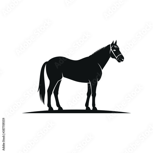 black horse wearing horse halter standing