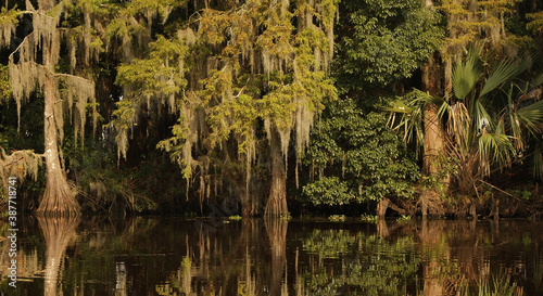 Louisiana cypress trees and moss reflected by sunset light in bayou swamp near New Orleans