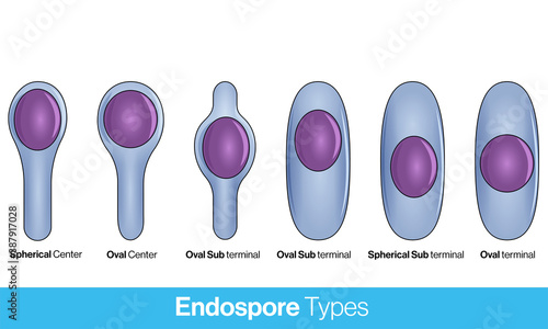 location of bacterial spores. types of endospore. Endospore structure vector illustration. 