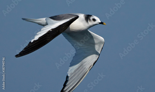 Sabine's Gull, Xema sabini