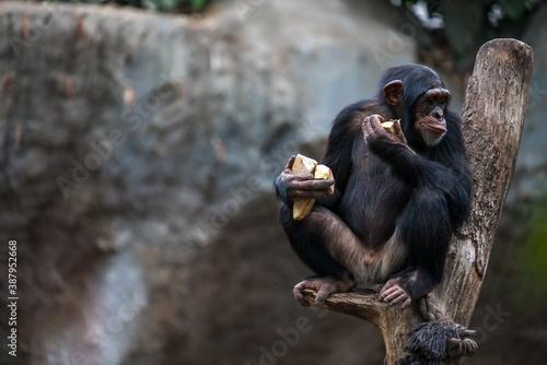 Old chimpanzee sitting on a tree while eating food