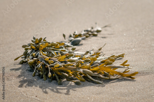 Seaweed washed up on the beach 2