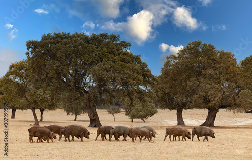 Herd of pigs in the Spanish pasture