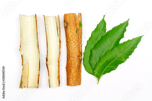 Tree bark of Medicinal Neem and leaf isolated on white background. Green leaf in South East Asia. Azadirachta indica var. siamensis valeton. Neem leaves are food and herbal medicine.