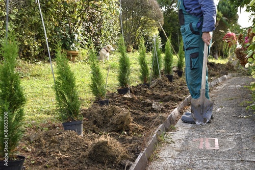 Farmer digs holes to plant young decorative trees in the garden