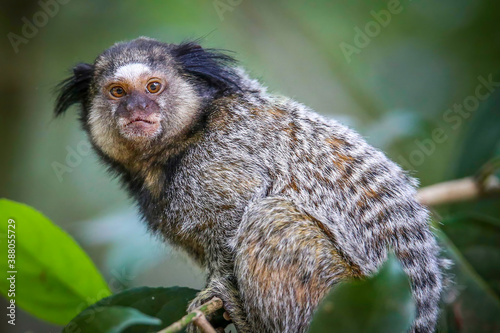 Callithrix penicillata, o sagui-de-tufos-pretos