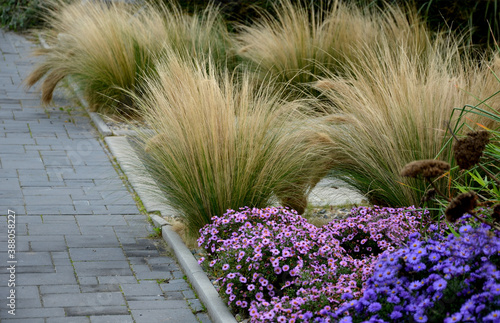 autumn flowerbed with perennials and grasses in a square with black stone cobblestone tiles, granite curbs autumn purple white and yellow asters and ornamental grasses with sage in a city park