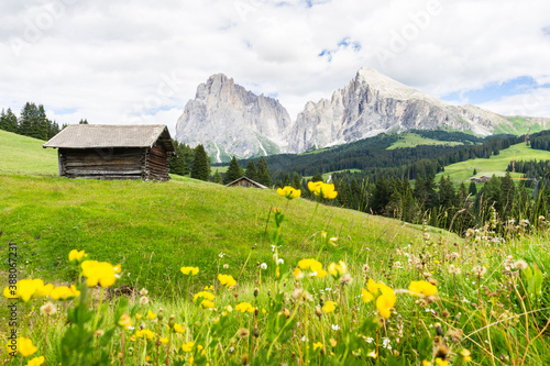 Alpe di Siusi or Seiser Alm, wooden huts and yellow flowers. Dolomites Alps in the back, South tyrol, Italy. 