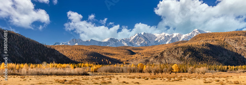 Scenic panoramic low angle view of a valley full of golden trees. Snowy mountain peaks of North Chuyskiy ridge in the background. Beautiful blue sky as a backdrop. Altai mountains, Siberia, Russia