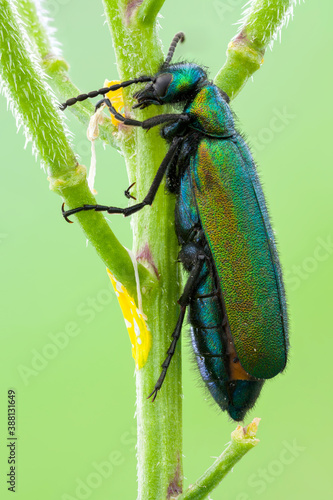 extreme close up of a green blister beetle on a fresh wild plant stem.