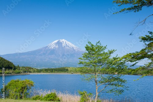 新緑の頃の田貫湖と富士山