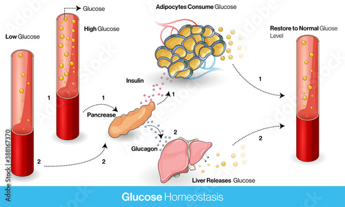 Mechanism of Glucose homeostasis in Normal human body using insulin and glucagon vector design concept. 