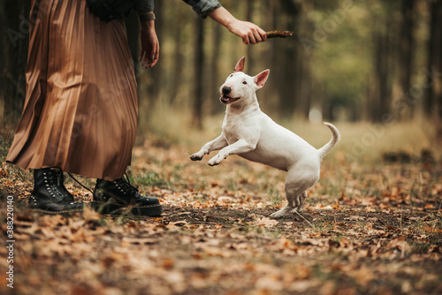 Happy dog jumping with owner white bullterrier 