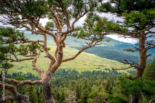 Pine tree against the background of mountains, green meadows and forests. Beautiful crooked branches and green needles. Lagonaki Plateau, Republic of Adygea, Russia