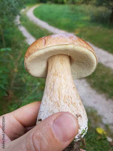 Boletus forest mushroom and winding road. Fresh picked Boletus edulis, cep, penny bun or porcini mushroom. Photograph