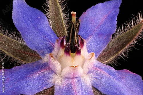 Borage (Borago officinalis). Pistil and Stamens Closeup