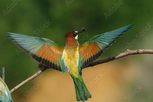 The European bee-Eater comes to land on a branch